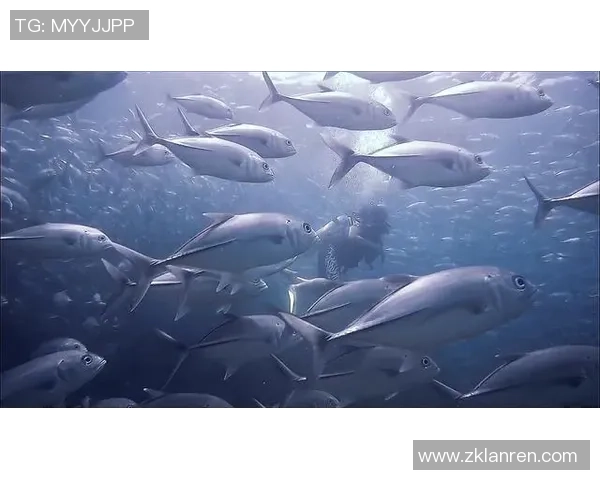 向鱼 王者：探索水下世界的奇幻冒险与英雄崛起之路